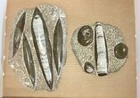 Clearance Lot: Fossil Orthoceras & Goniatite Plates - Pieces #215294-1